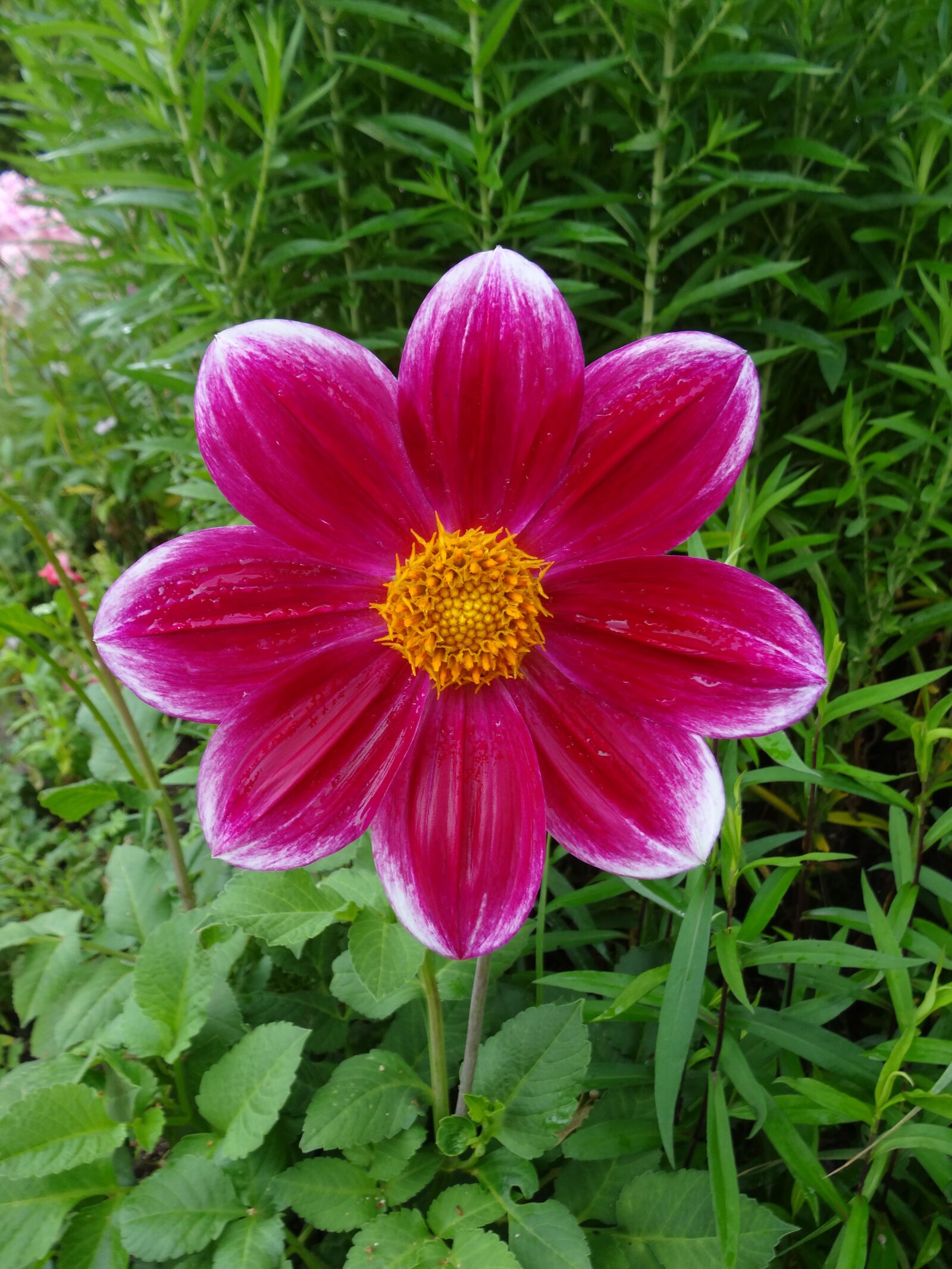 Sony Cyber-shot DSC-HX20V sample photo. Pink flower, nature, cosmos photography