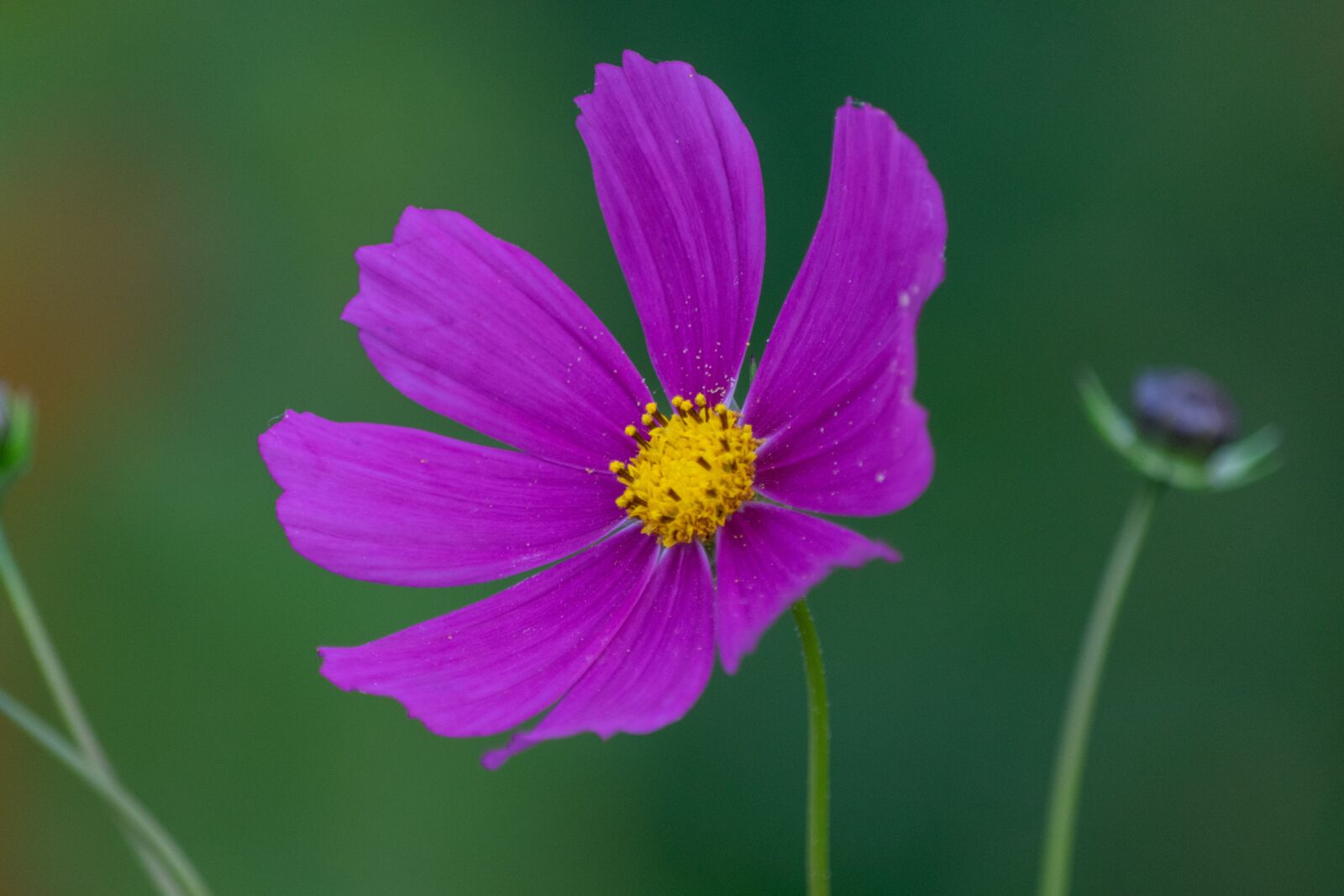 Nikon D3300 sample photo. Flower, nice, blooms at photography