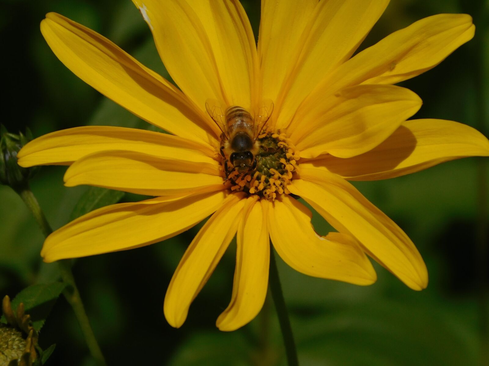 Nikon Coolpix L840 sample photo. Bee, pollination, sprinkle photography