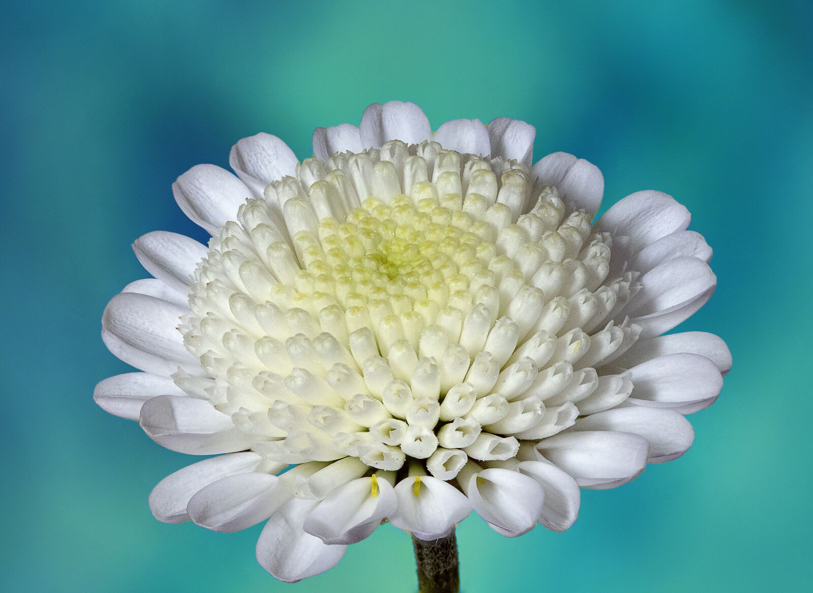 Canon EF 100mm F2.8L Macro IS USM sample photo. Chrysanthemum, flower, white photography