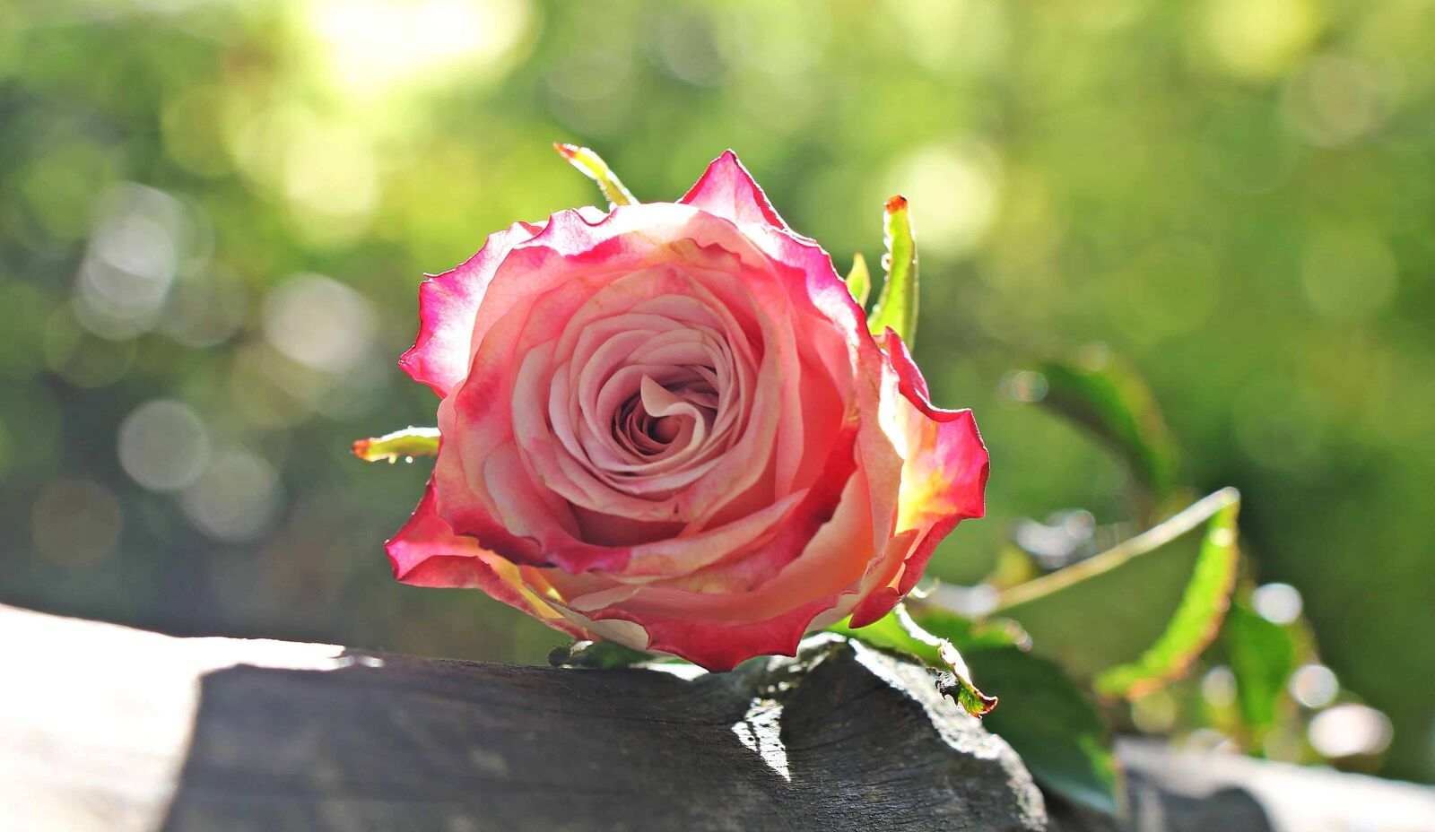 Canon EOS 550D (EOS Rebel T2i / EOS Kiss X4) sample photo. Rose, garden, petal, flower photography