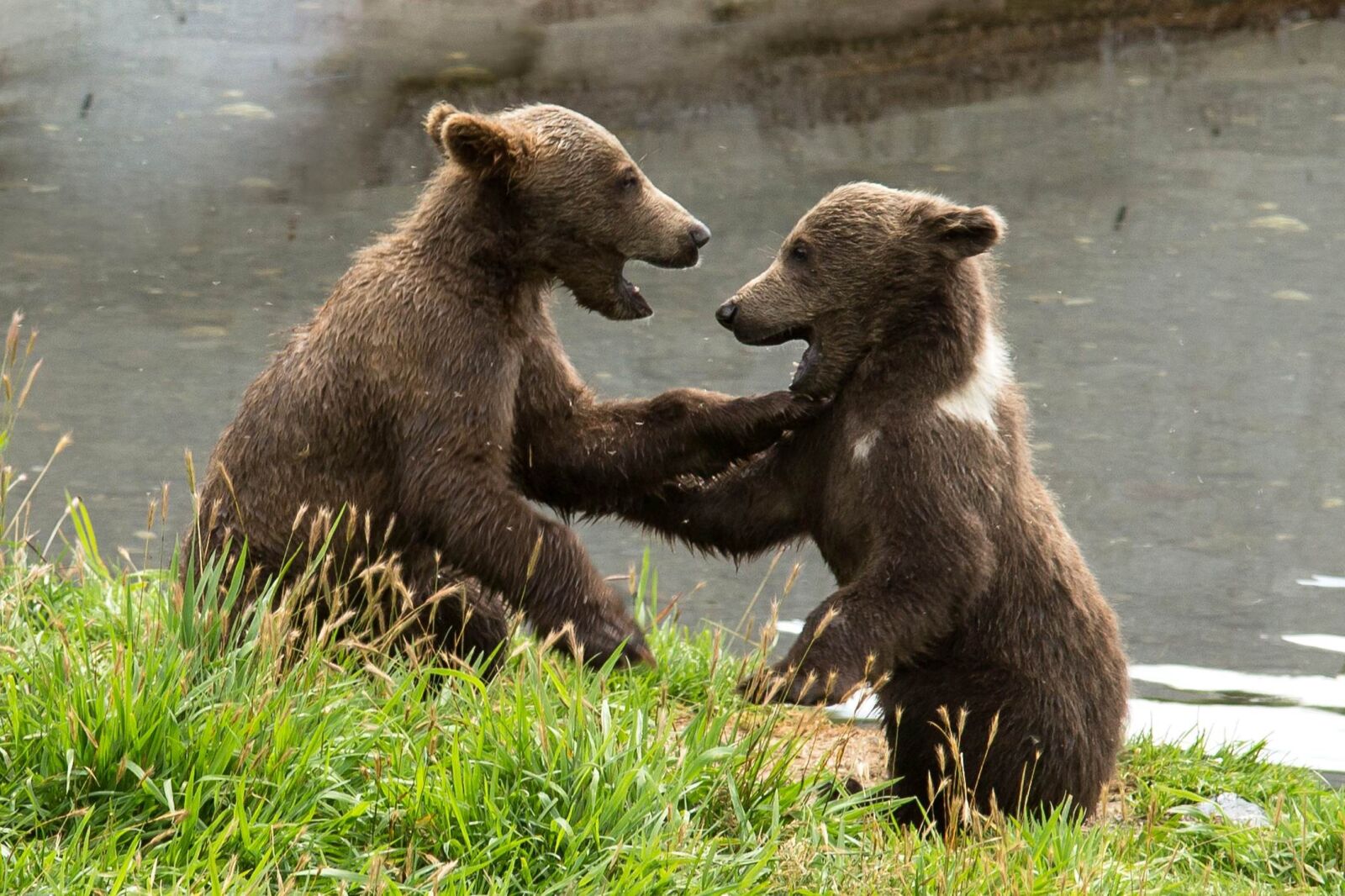Canon EOS 6D sample photo. Wrestling, between, two, brown photography