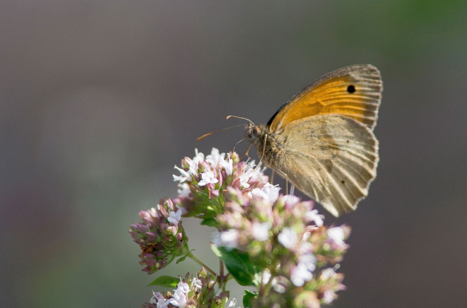 Sony SLT-A77 sample photo. Butterfly, garden, color photography