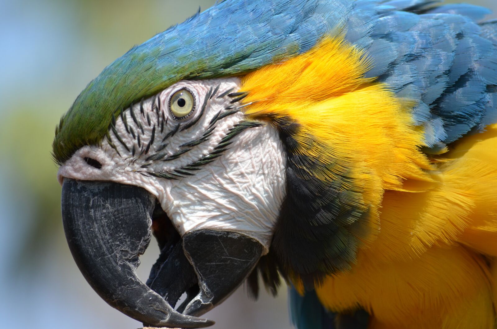 Nikon D5100 sample photo. Macaw, parrot, bird photography