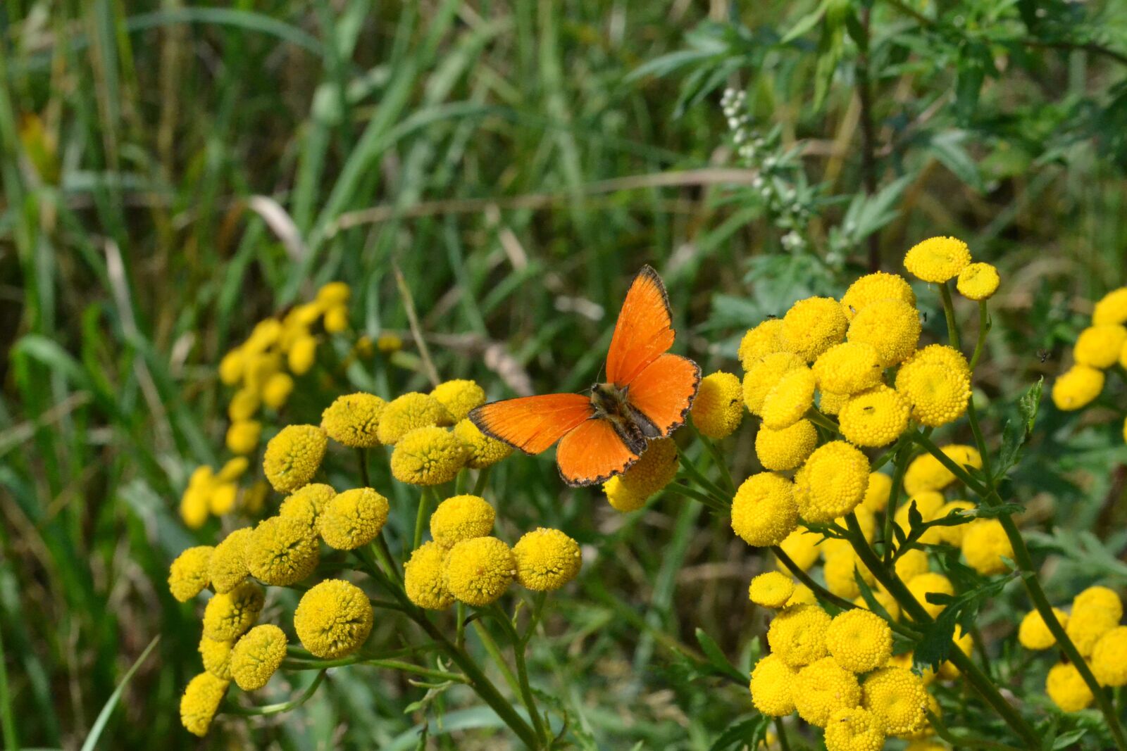 Nikon D3100 sample photo. Butterfly, summer, nature photography