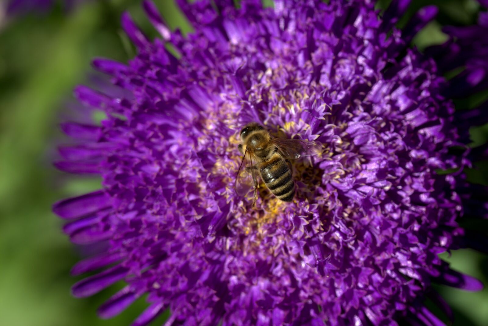 Canon EF-S 60mm F2.8 Macro USM sample photo. Bee, flowers, wings photography