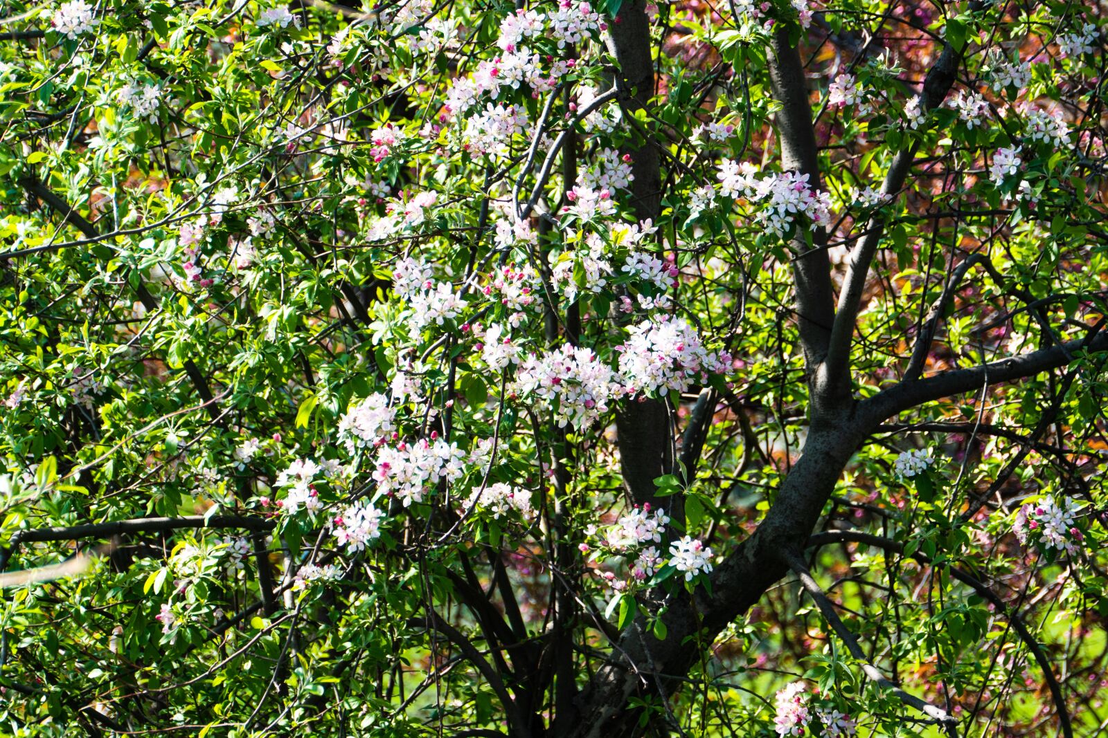 Panasonic Lumix DC-G9 sample photo. White cherry, spring, tree photography