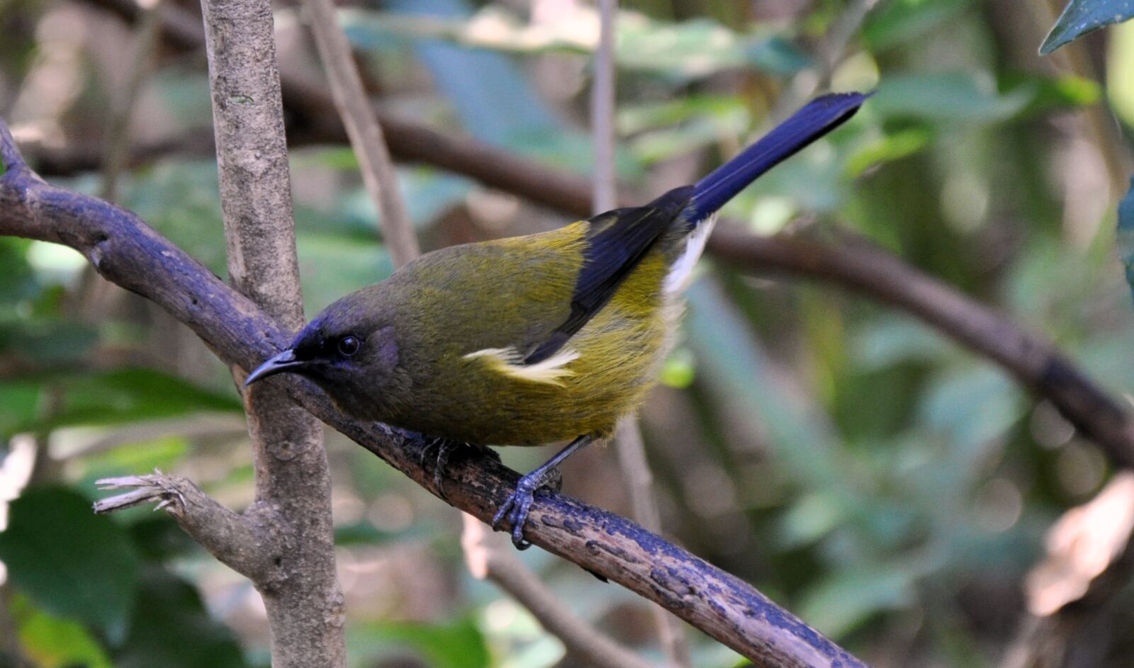 Nikon D90 sample photo. Bell bird, bird, tiritiri photography