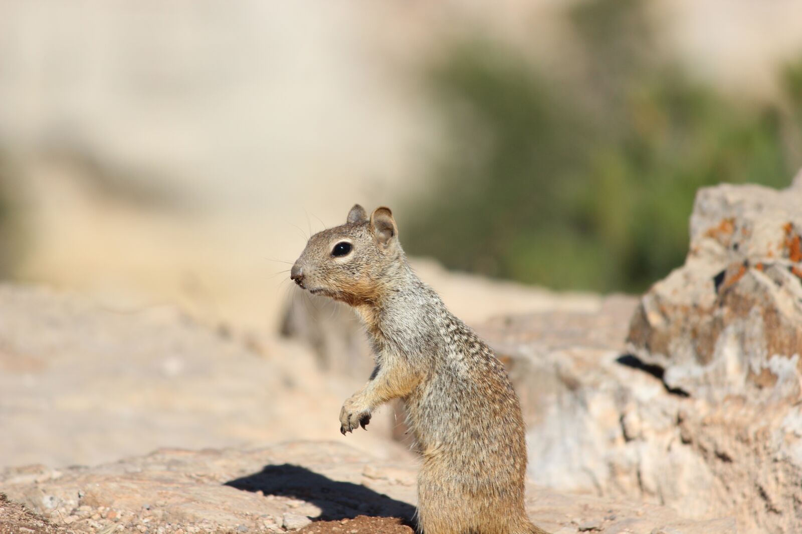 Canon EOS 600D (Rebel EOS T3i / EOS Kiss X5) + Canon EF-S 55-250mm F4-5.6 IS II sample photo. Grand canyon, critter, west photography