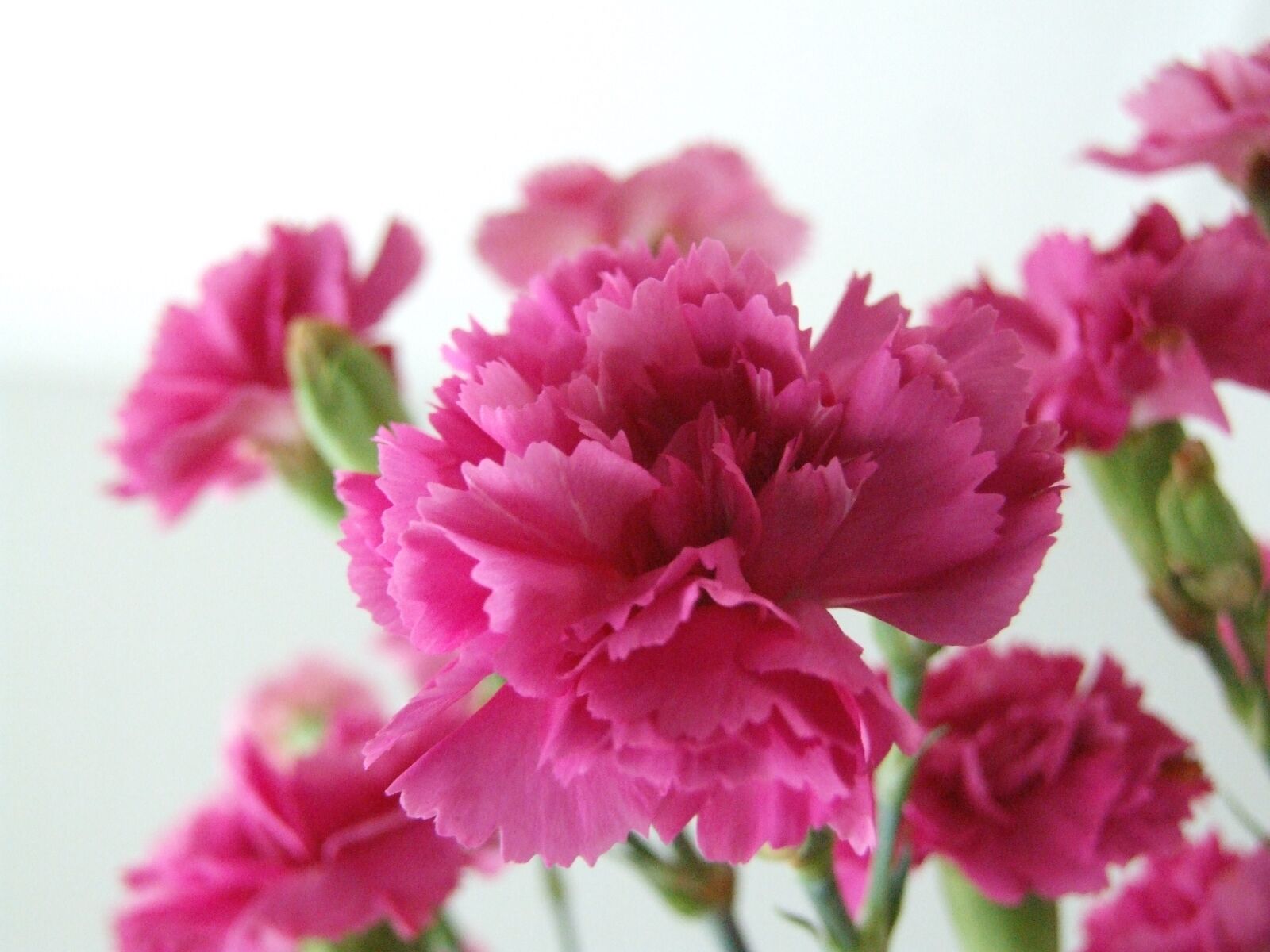 Fujifilm FinePix S9500 sample photo. Bloom, pink, rose photography