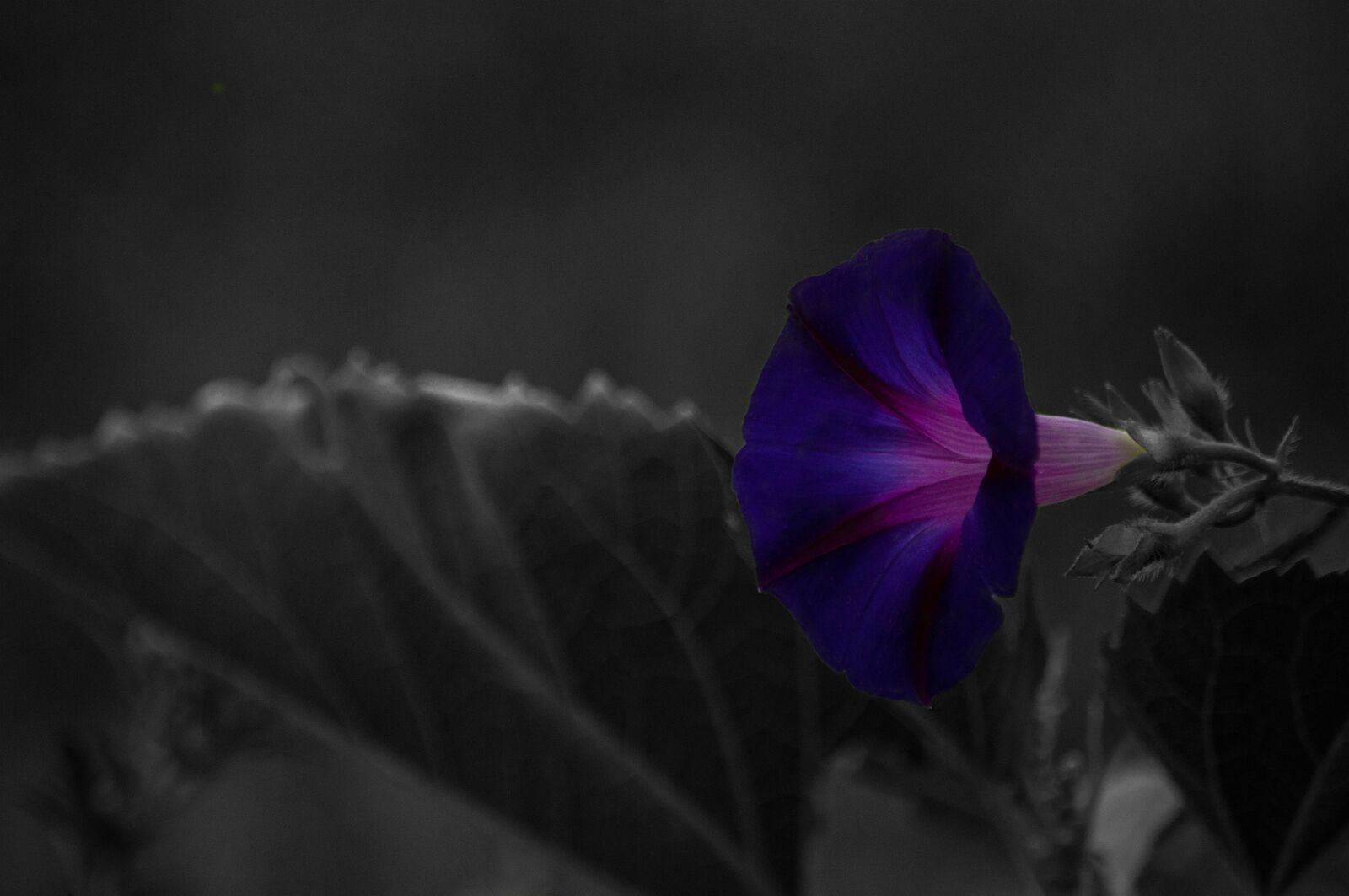 Nikon D90 sample photo. Nature, flower, plant photography