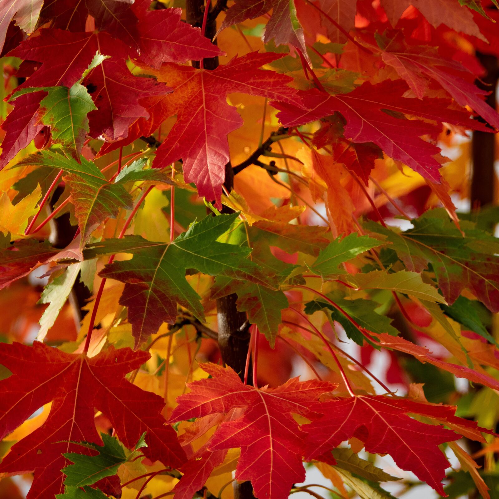 Sony Cyber-shot DSC-RX10 III sample photo. Fall, leaves, trees photography
