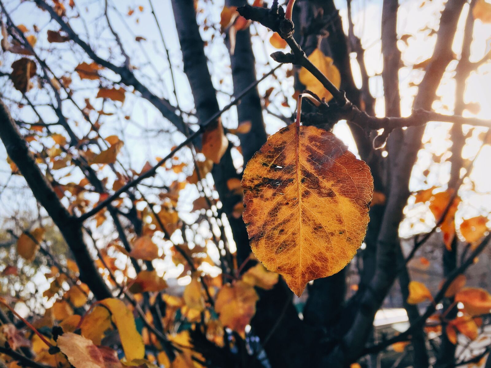 Apple iPhone 6 sample photo. Trees, leaves, nature photography