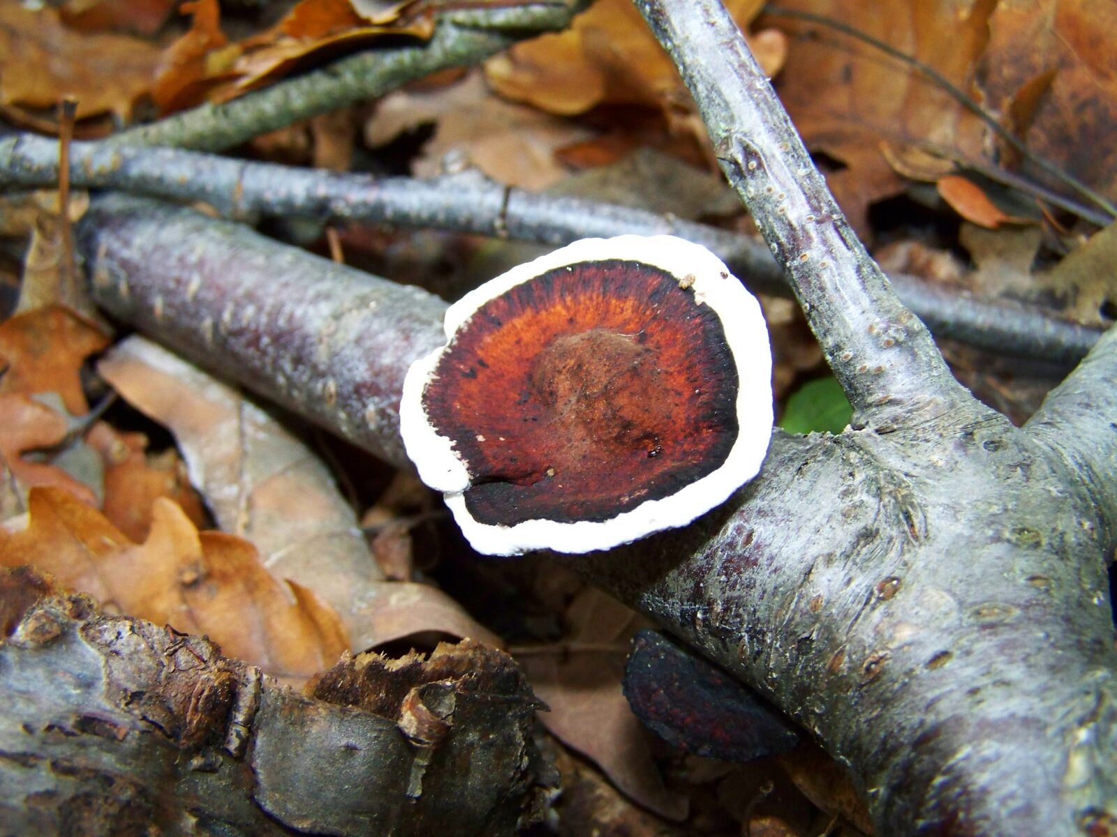 Kodak EASYSHARE ZD710 ZOOM DIGITAL CAMERA sample photo. Tinder fungus, forest, nature photography