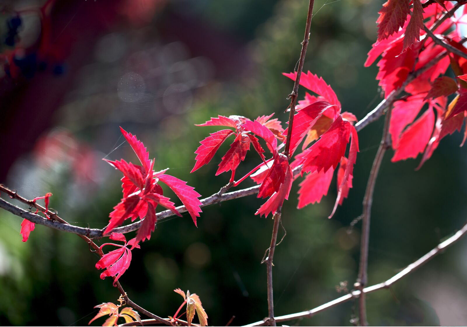 Canon EOS 5D Mark II sample photo. Foliage, flora, summer photography