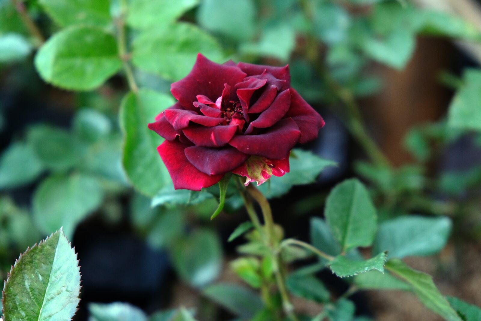 Fujifilm X-T20 sample photo. Rose, red, beautiful photography
