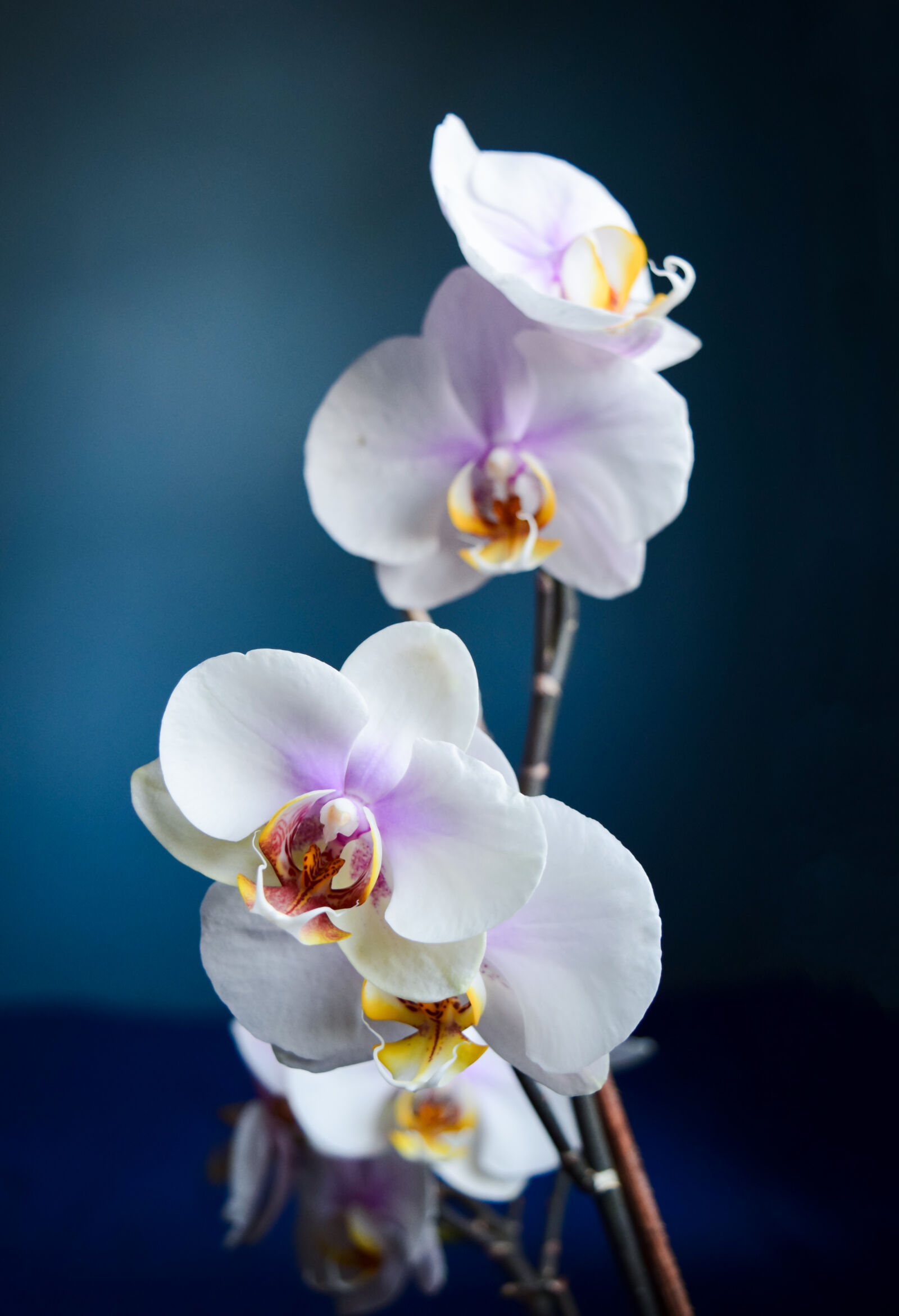 Nikon D3300 sample photo. Orchidaceae photography
