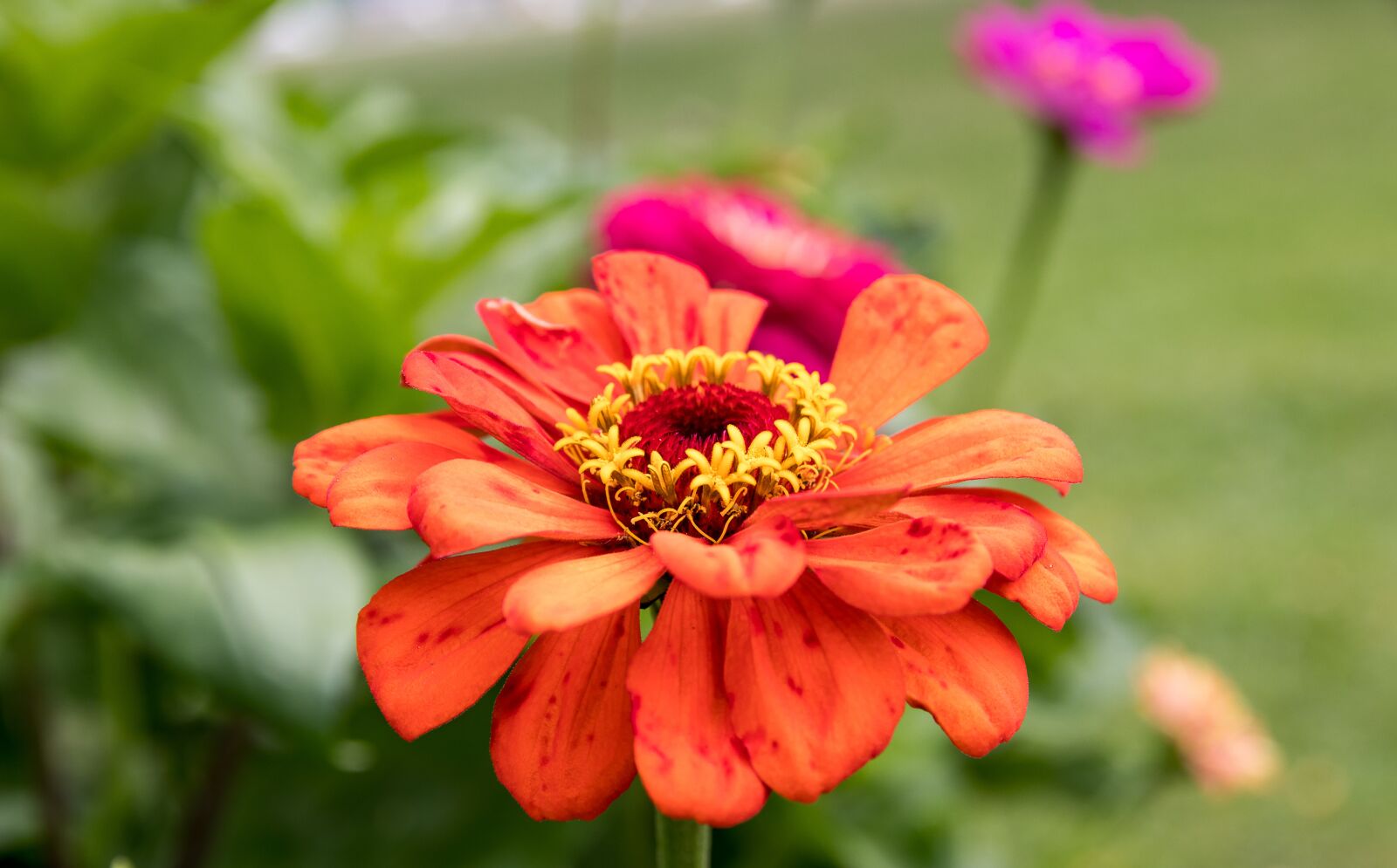 Canon EOS 80D sample photo. Zinnia, flower, plant photography