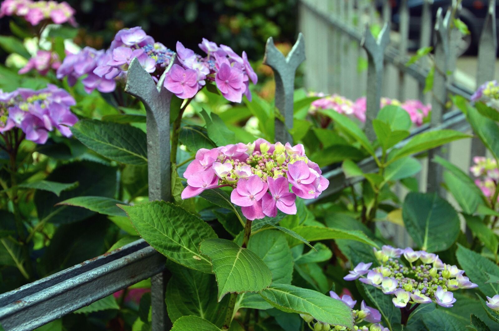 Nikon D5100 sample photo. Flower, bloom, petal, leaf photography