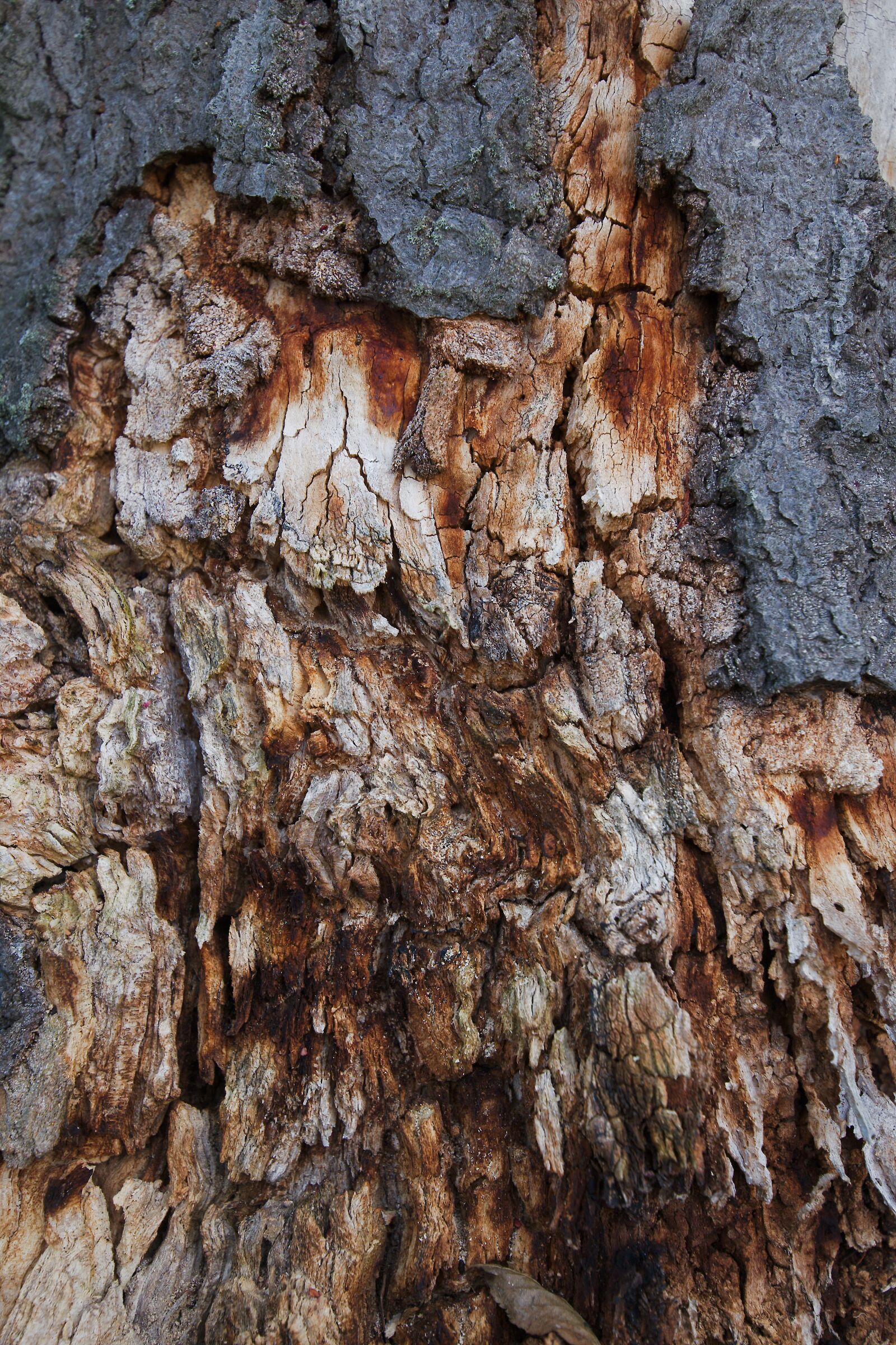 Canon EOS 6D sample photo. Bark, nature, tree photography