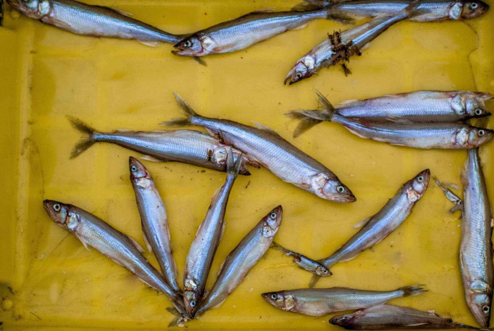 Nikon D80 sample photo. Fishing, fish, color photography
