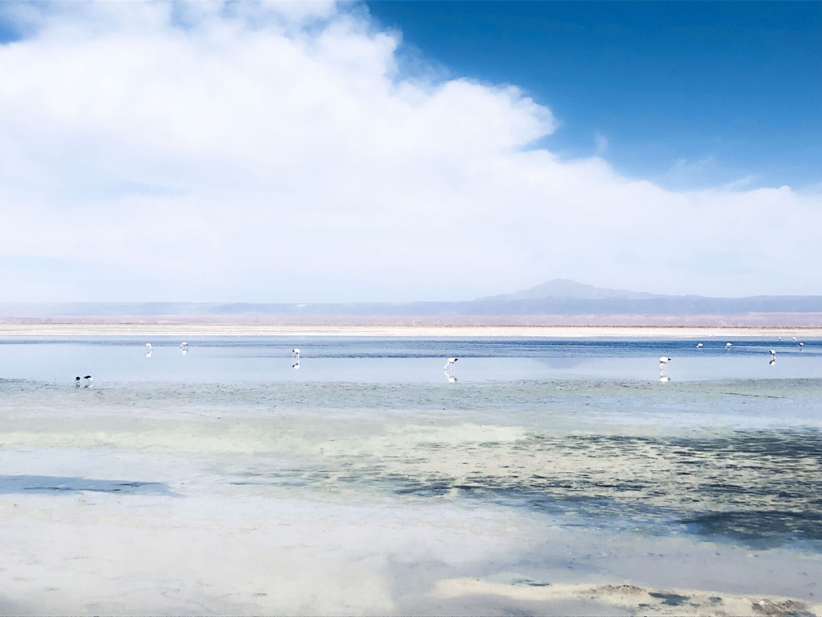 iPhone 8 back camera 3.99mm f/1.8 sample photo. Flamingos, wildlife, bird photography