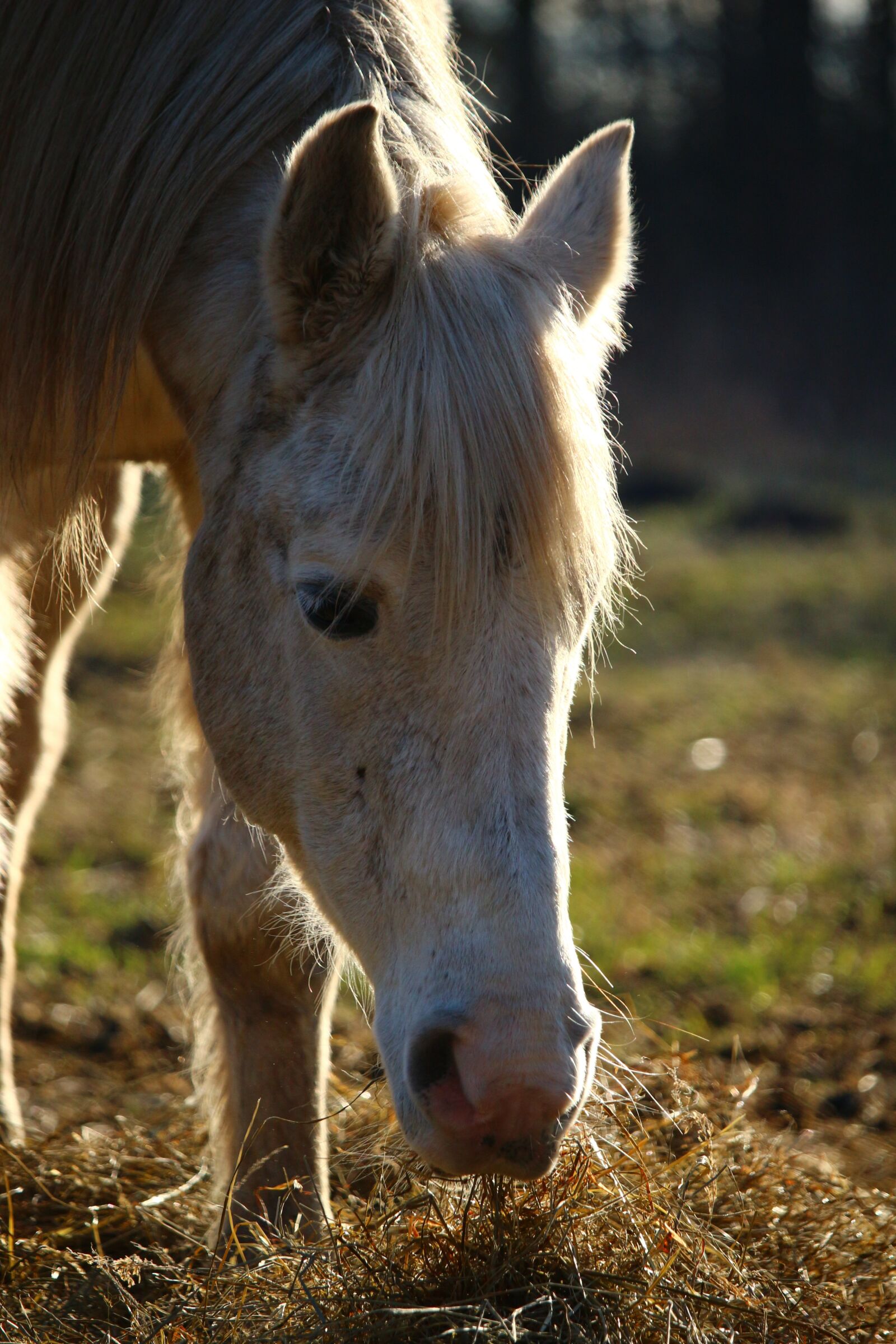 Canon EOS 100D (EOS Rebel SL1 / EOS Kiss X7) sample photo. Horse, foot, hay photography
