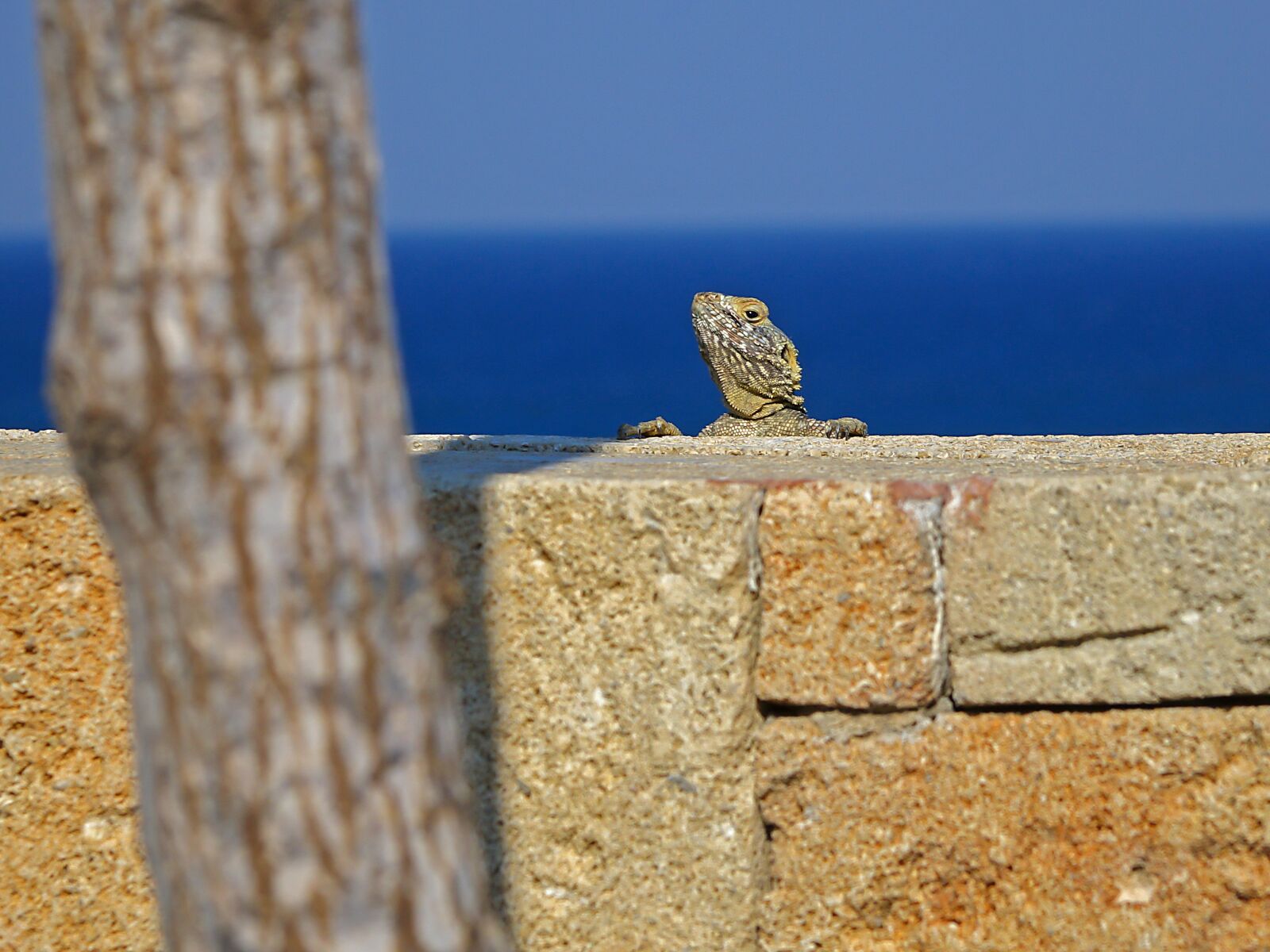 Sony Cyber-shot DSC-RX10 II sample photo. Agame, hardun, lizard photography