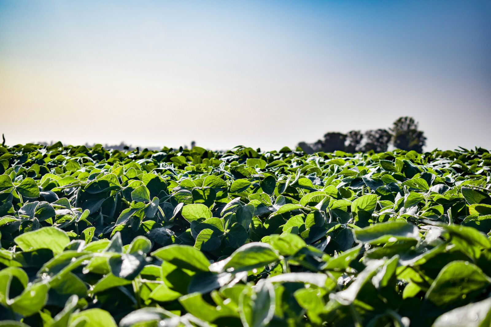 Nikon D3300 sample photo. Soy, field, green photography
