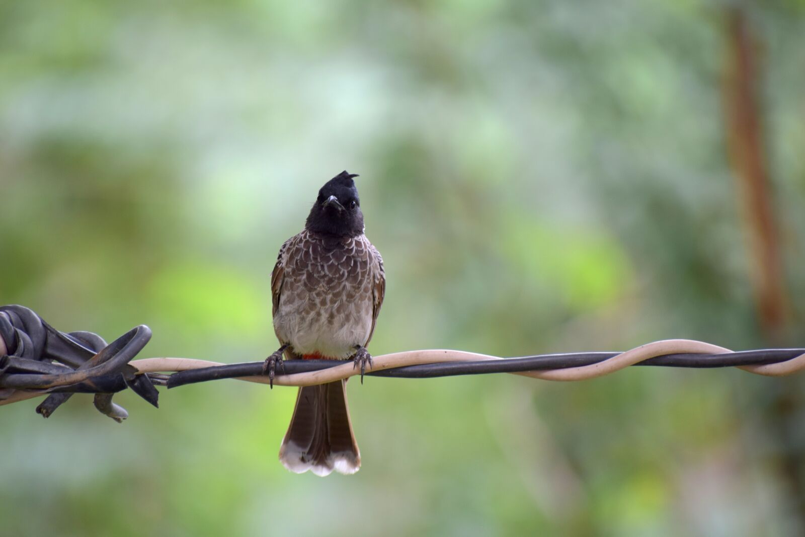 Nikon D3300 sample photo. Birds, sitting, nature photography