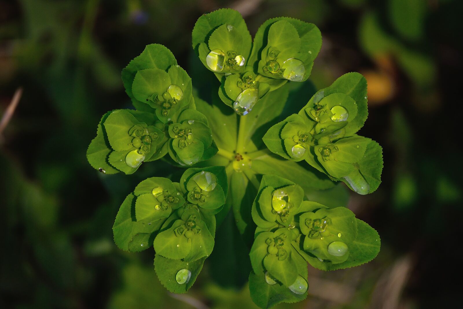 Nikon D3100 sample photo. Natural waterdrops, watrdrops on photography
