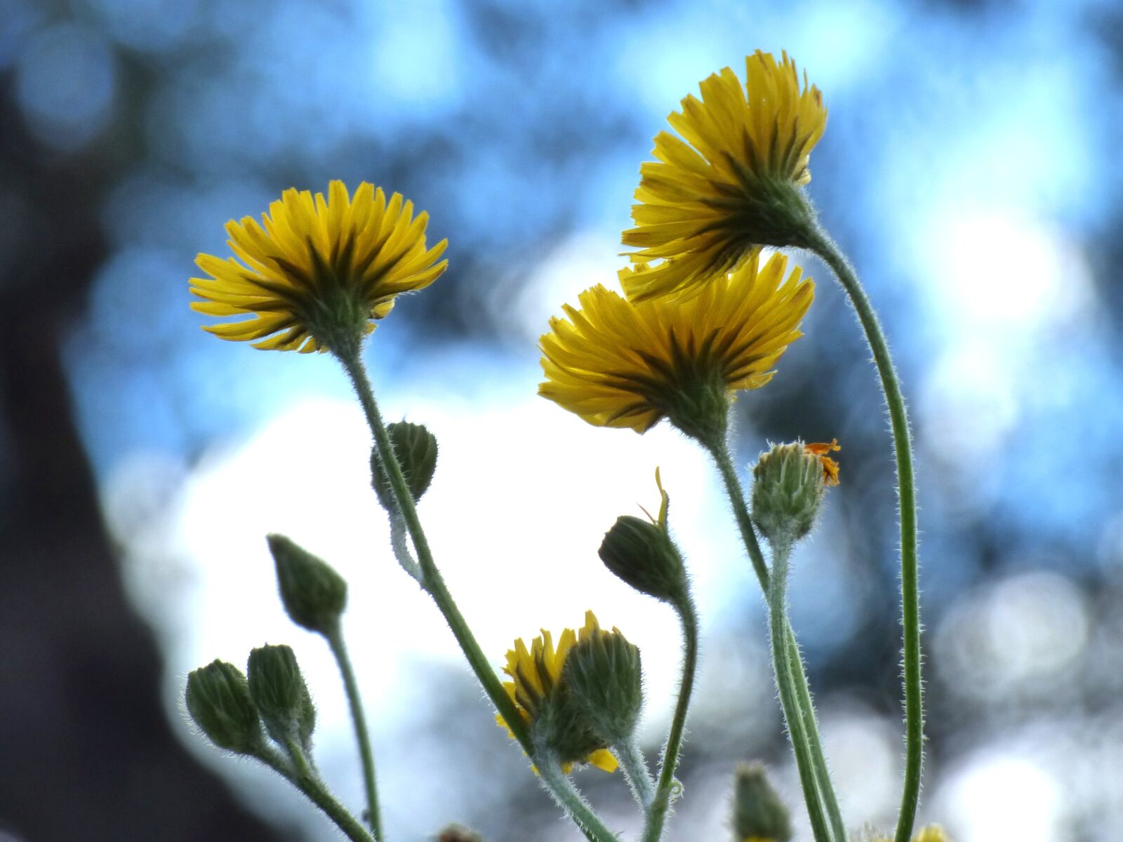 Panasonic Lumix DMC-FZ70 sample photo. Dandelion, flower, yellow flower photography