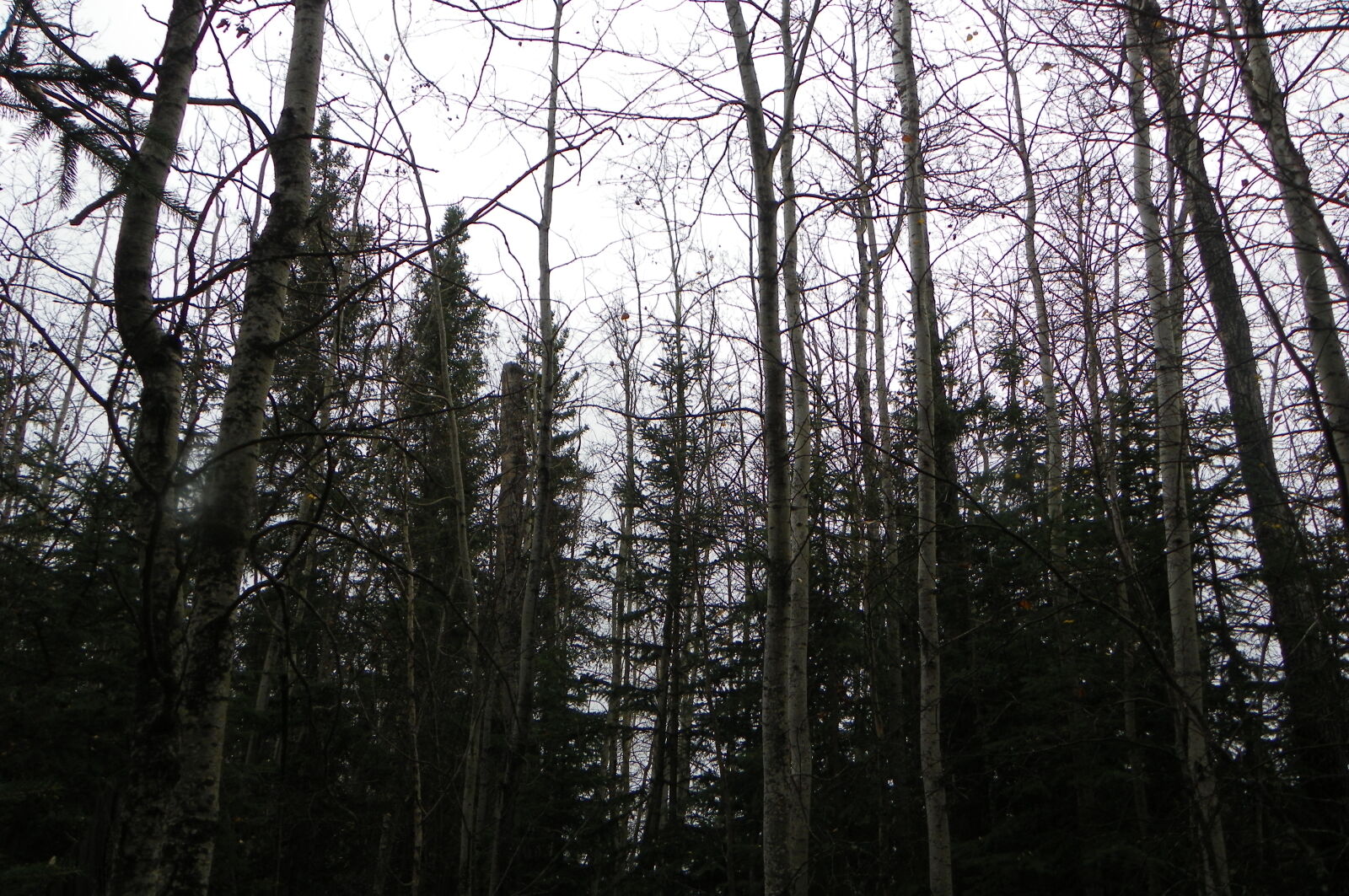 Kodak EasyShare Z981 sample photo. Canadian, heidisphotos, new, photos photography