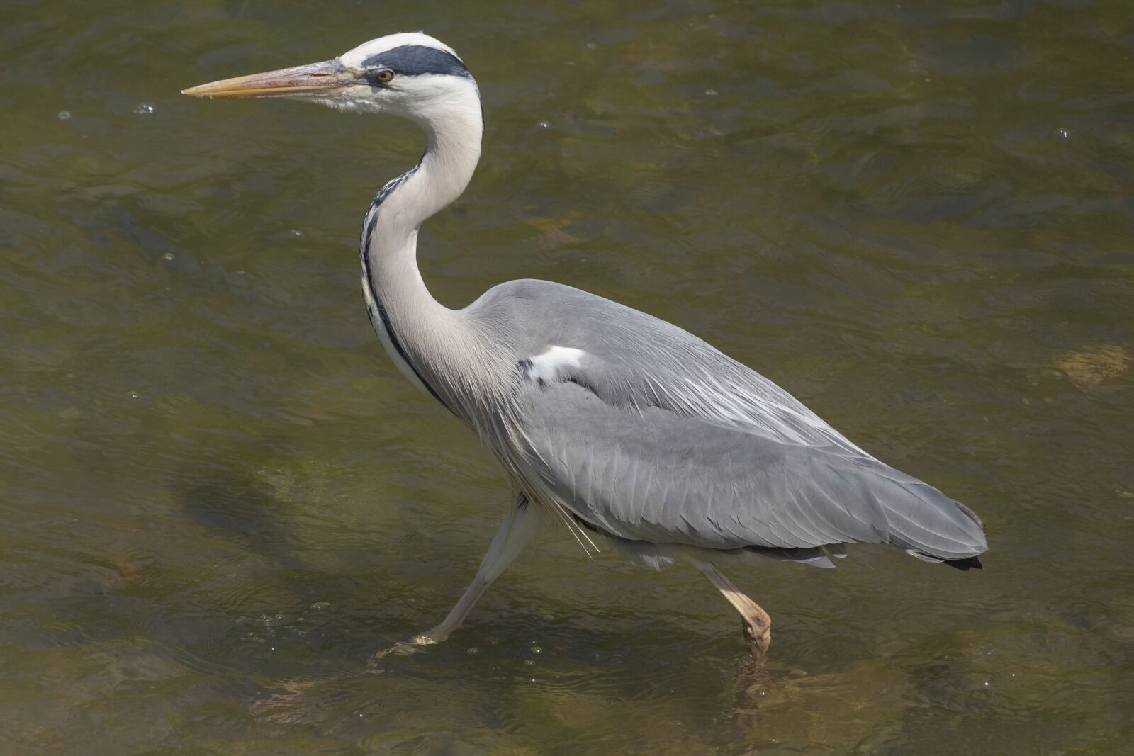 Canon EF-S 55-250mm F4-5.6 IS STM sample photo. Gray heron, bird, river photography