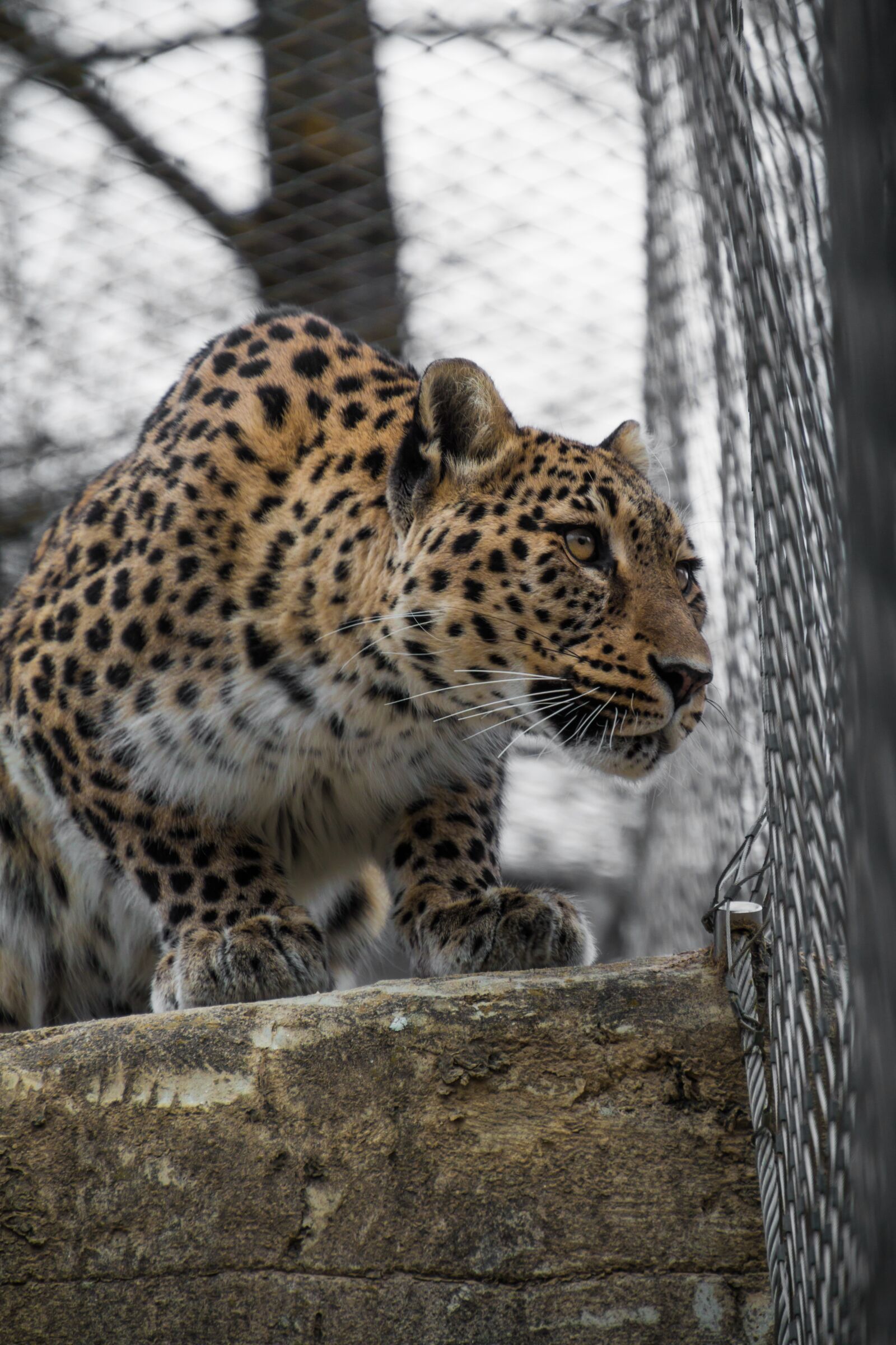 Canon EOS 70D sample photo. Leopard, persian leopard, portrait photography