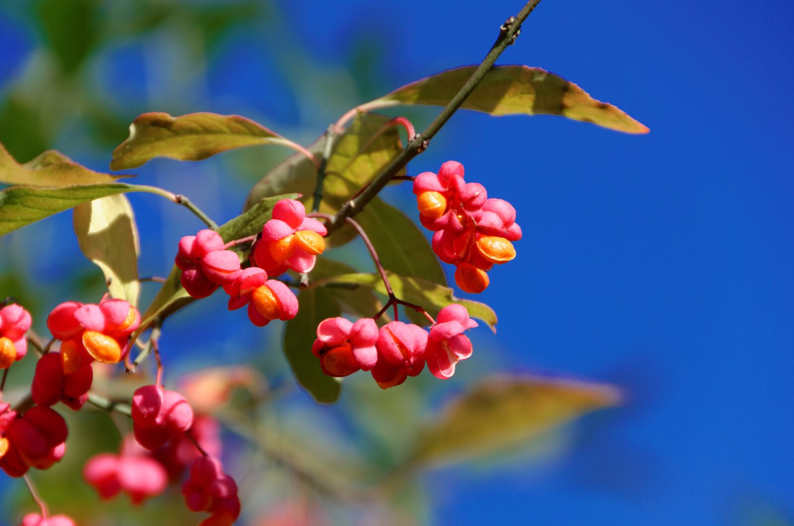 Nikon D7000 sample photo. Pastor cap, red, bush photography