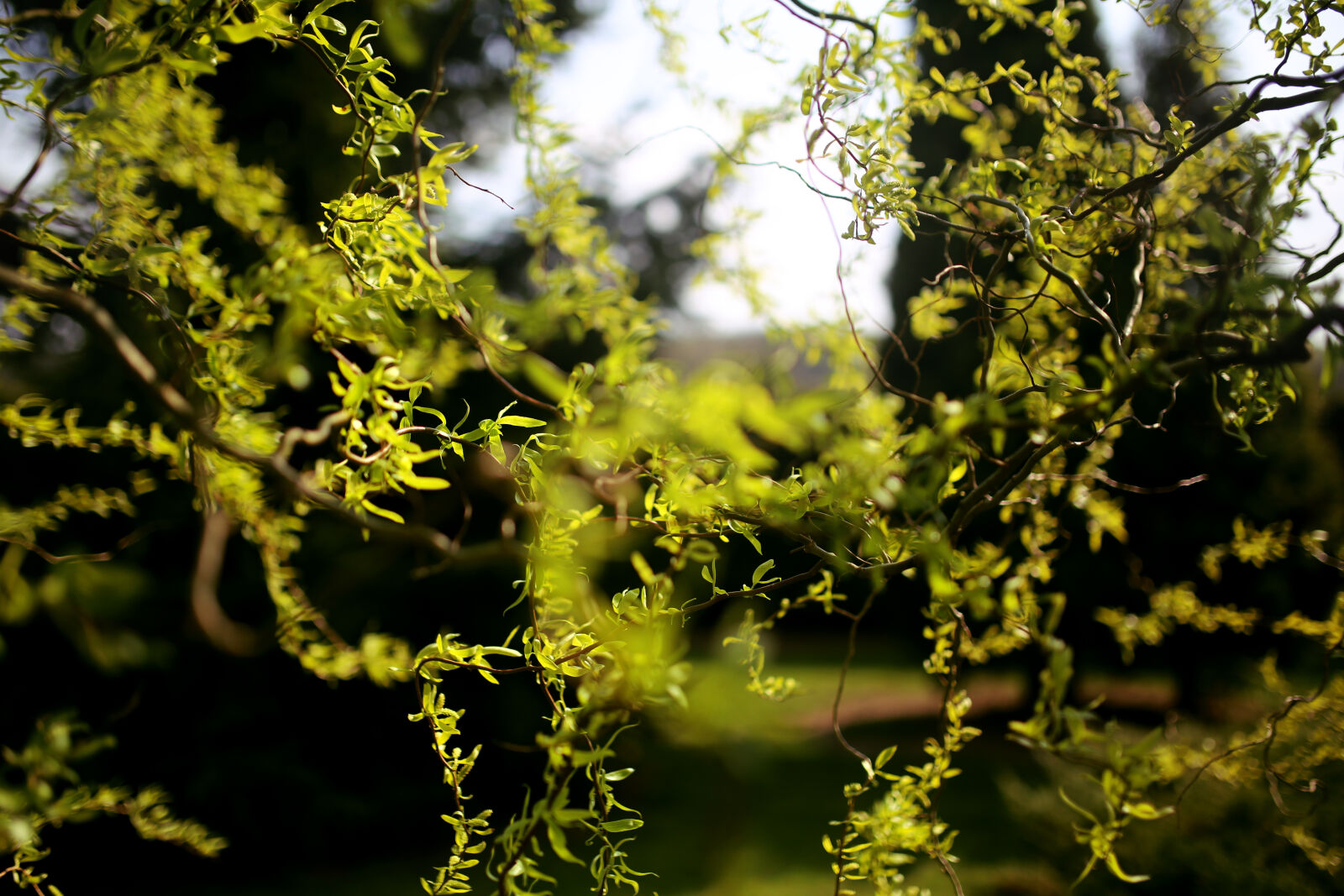 Canon EOS 6D + Sigma 35mm F1.4 DG HSM Art sample photo. Chinese, willow photography