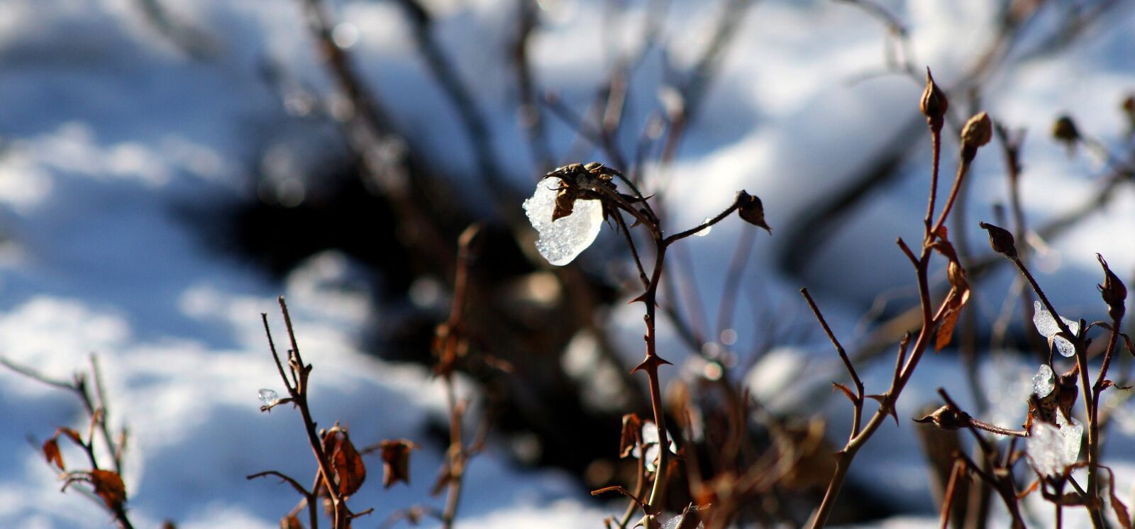Canon EOS 1000D (EOS Digital Rebel XS / EOS Kiss F) sample photo. Nature, frost, winter photography