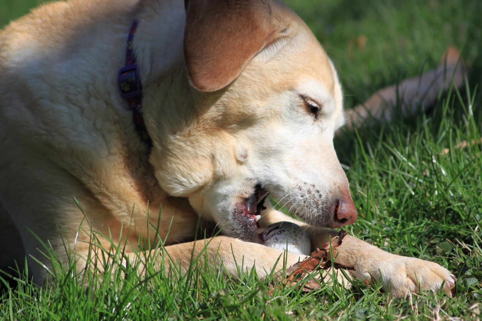 Canon EOS 500D (EOS Rebel T1i / EOS Kiss X3) sample photo. Dog, pet, rescue photography