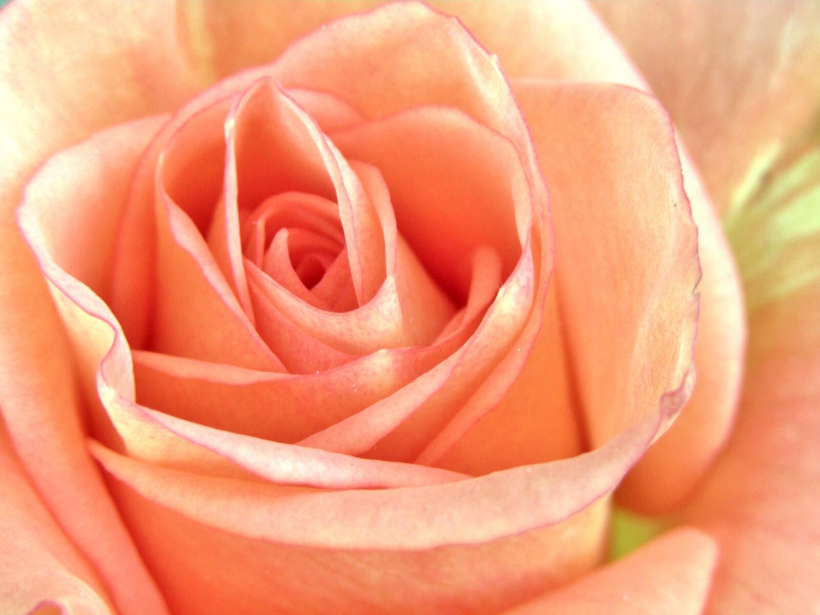 Canon POWERSHOT SX432 IS sample photo. Rose, orange, salmon color photography