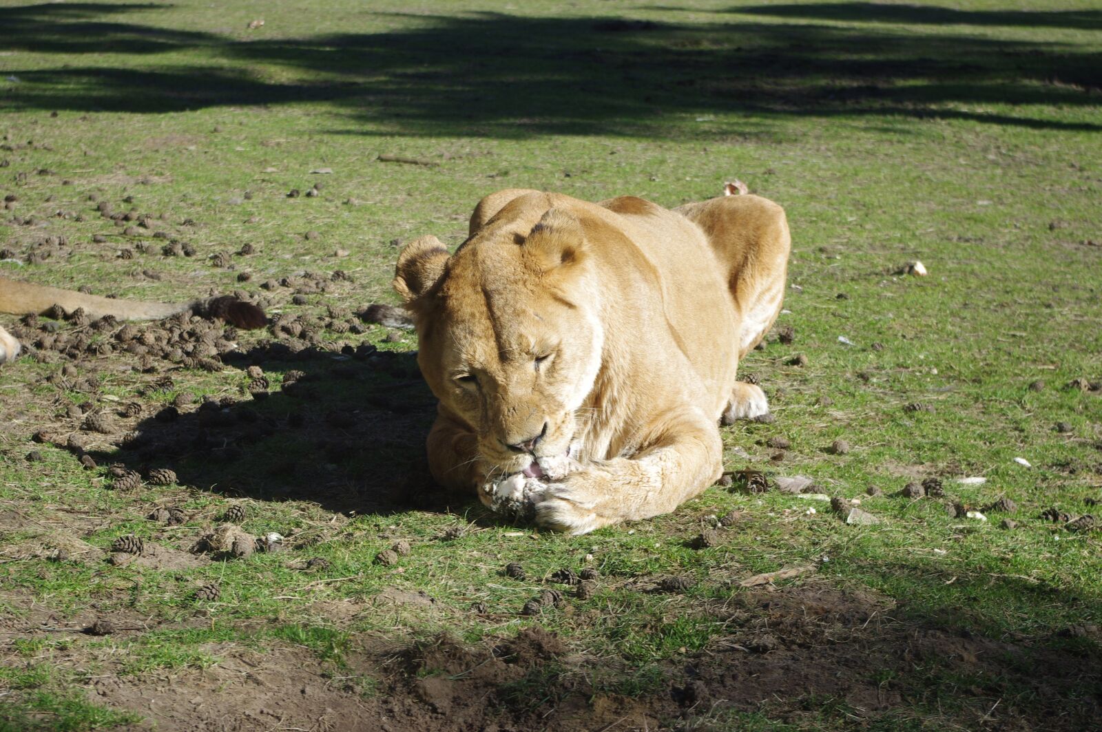 Pentax K-x sample photo. Lioness, lion, animal photography