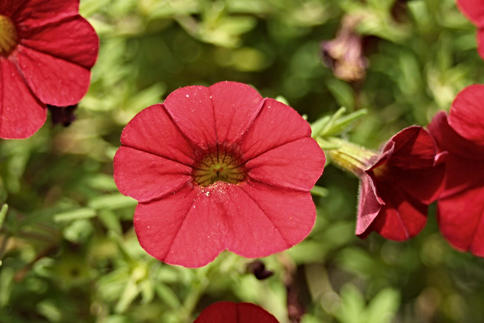 Canon EF 28-80mm f/3.5-5.6 sample photo. Petunia, garden petunia, solanaceae photography