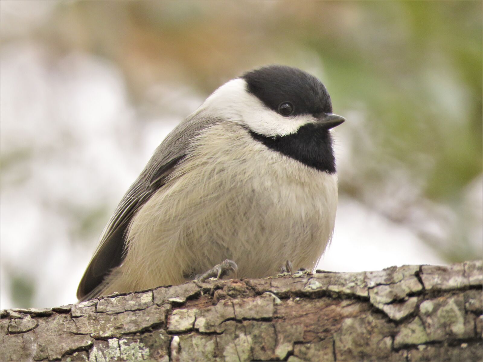 Canon PowerShot SX60 HS sample photo. Bird, wildlife, nature photography