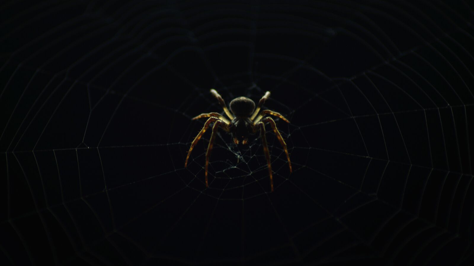 Sony SLT-A58 sample photo. Spider, spiderweb photography