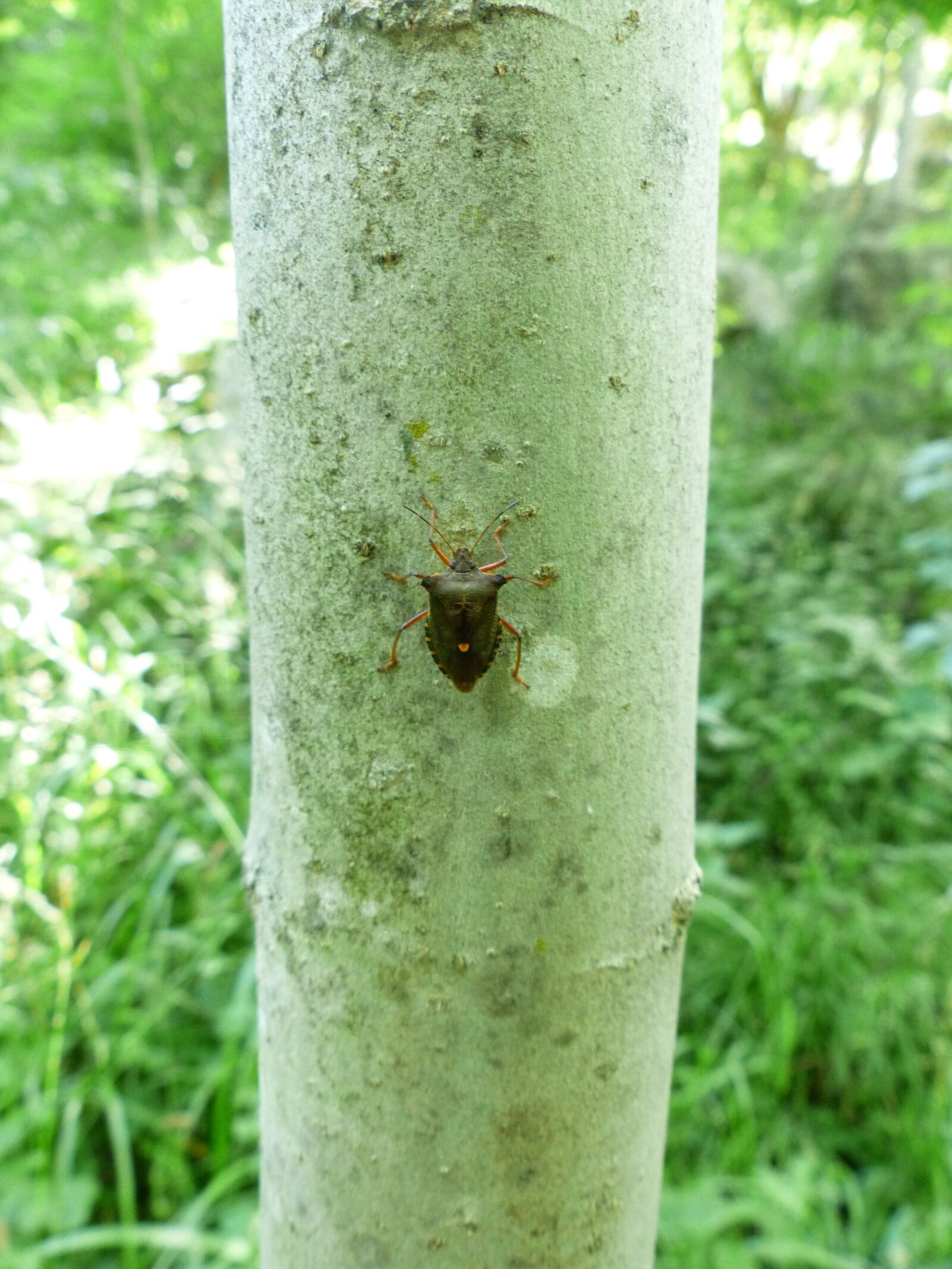 Panasonic Lumix DMC-FZ200 sample photo. Red legged tree bug photography