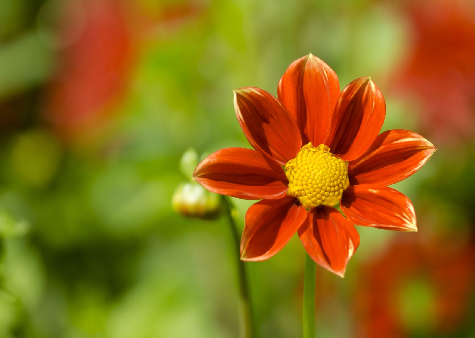 Canon EOS 7D sample photo. Dahlia, blossom, bloom photography