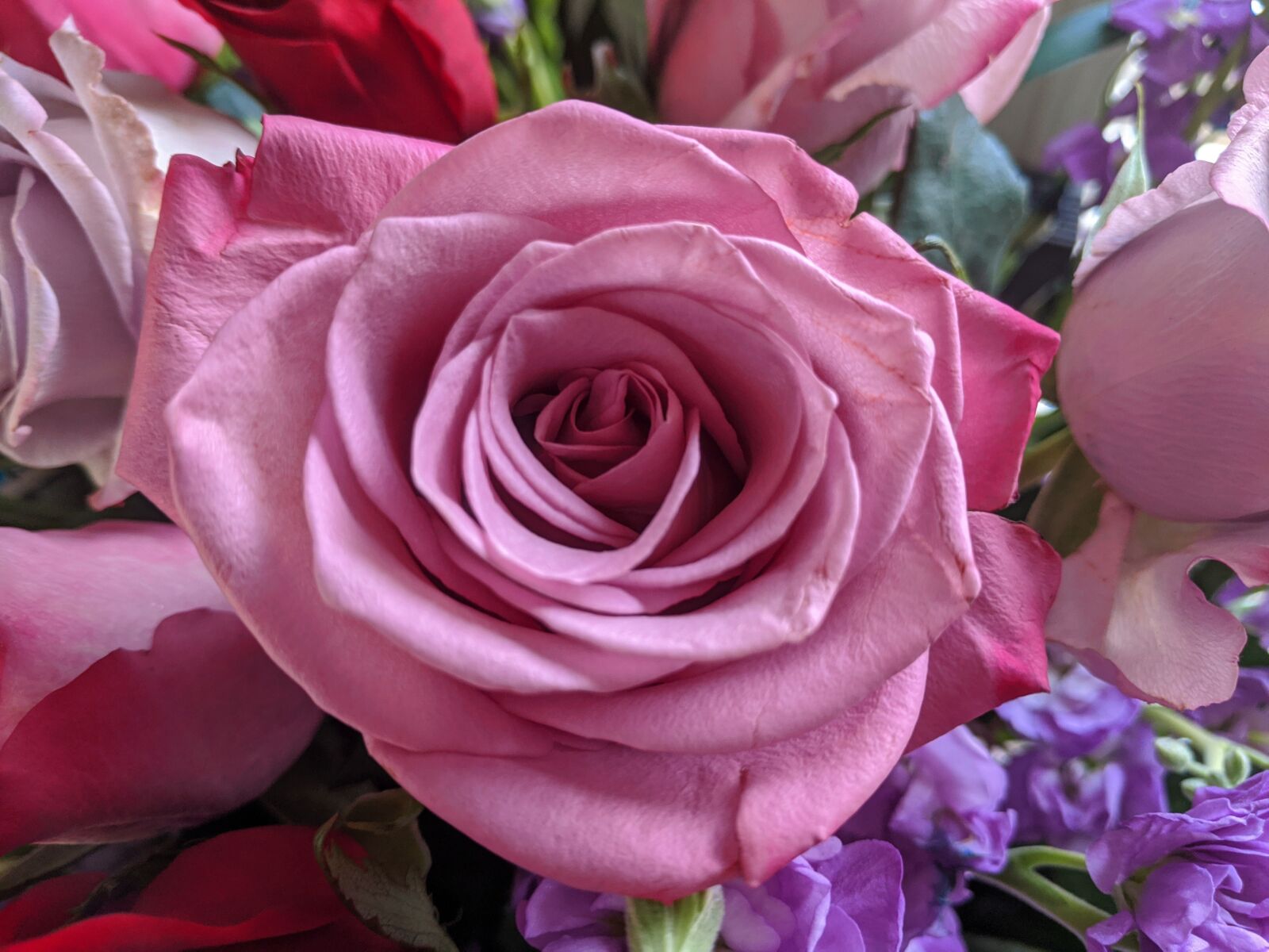 Google Pixel sample photo. Mothers day, pink rose photography