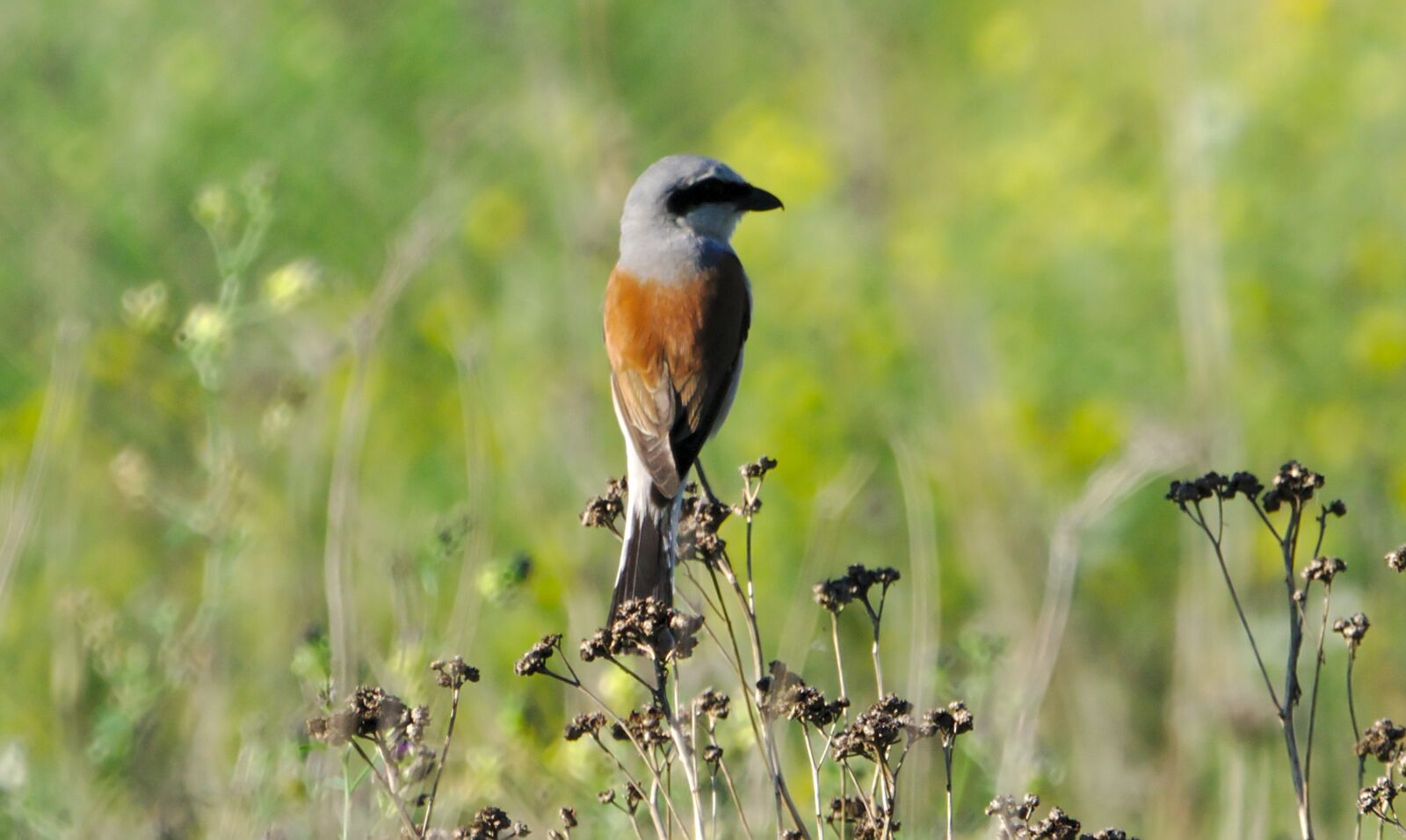 Sony a6000 + Sony FE 70-300mm F4.5-5.6 G OSS sample photo. Nine-killer, redback shrike, shrike photography