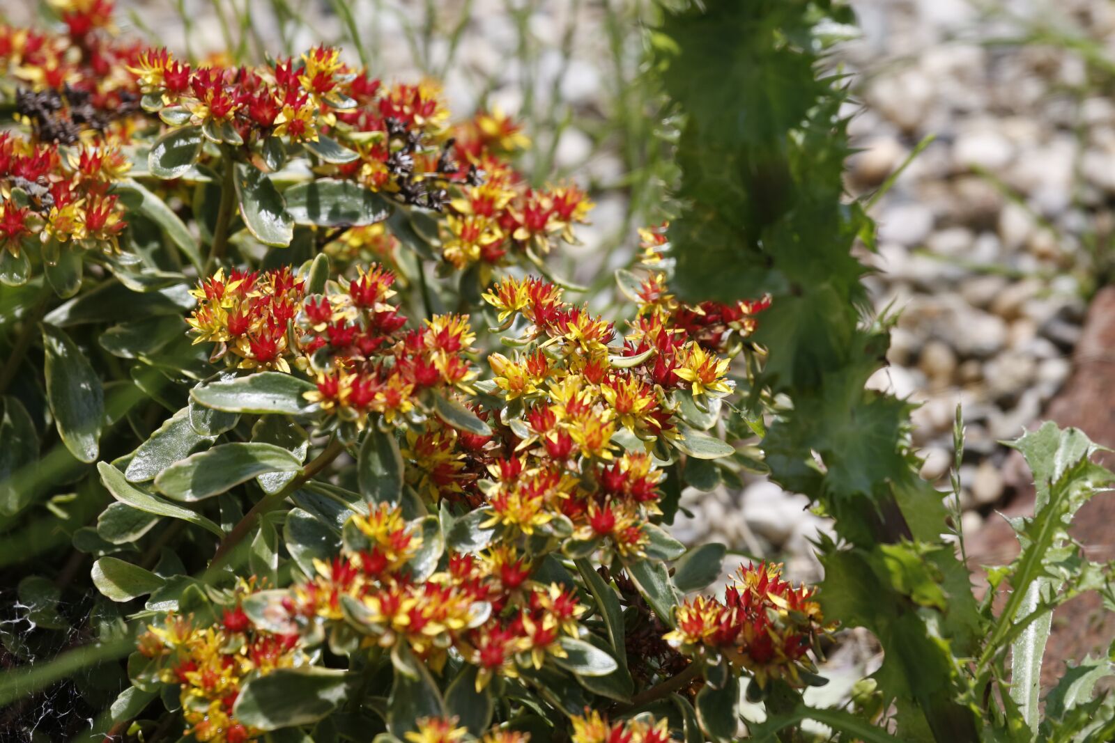 Canon EF 100-400mm F4.5-5.6L IS USM sample photo. Flowers, spring, summer photography
