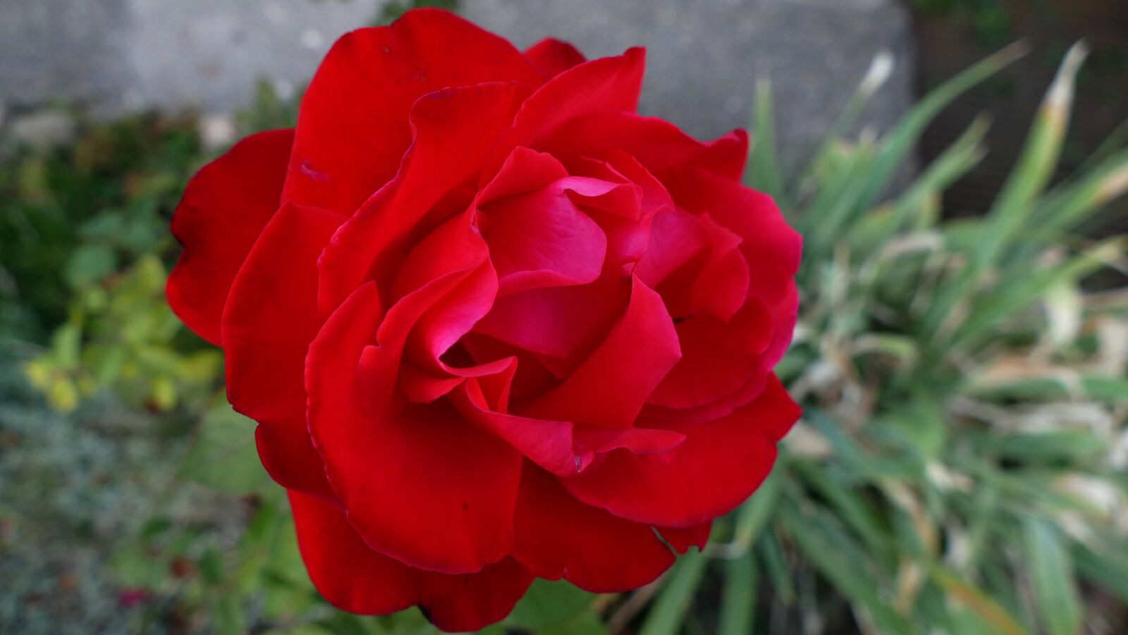 Panasonic Lumix DMC-FZ1000 sample photo. Flower, rose, nature photography